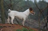 JACK RUSSEL 260
